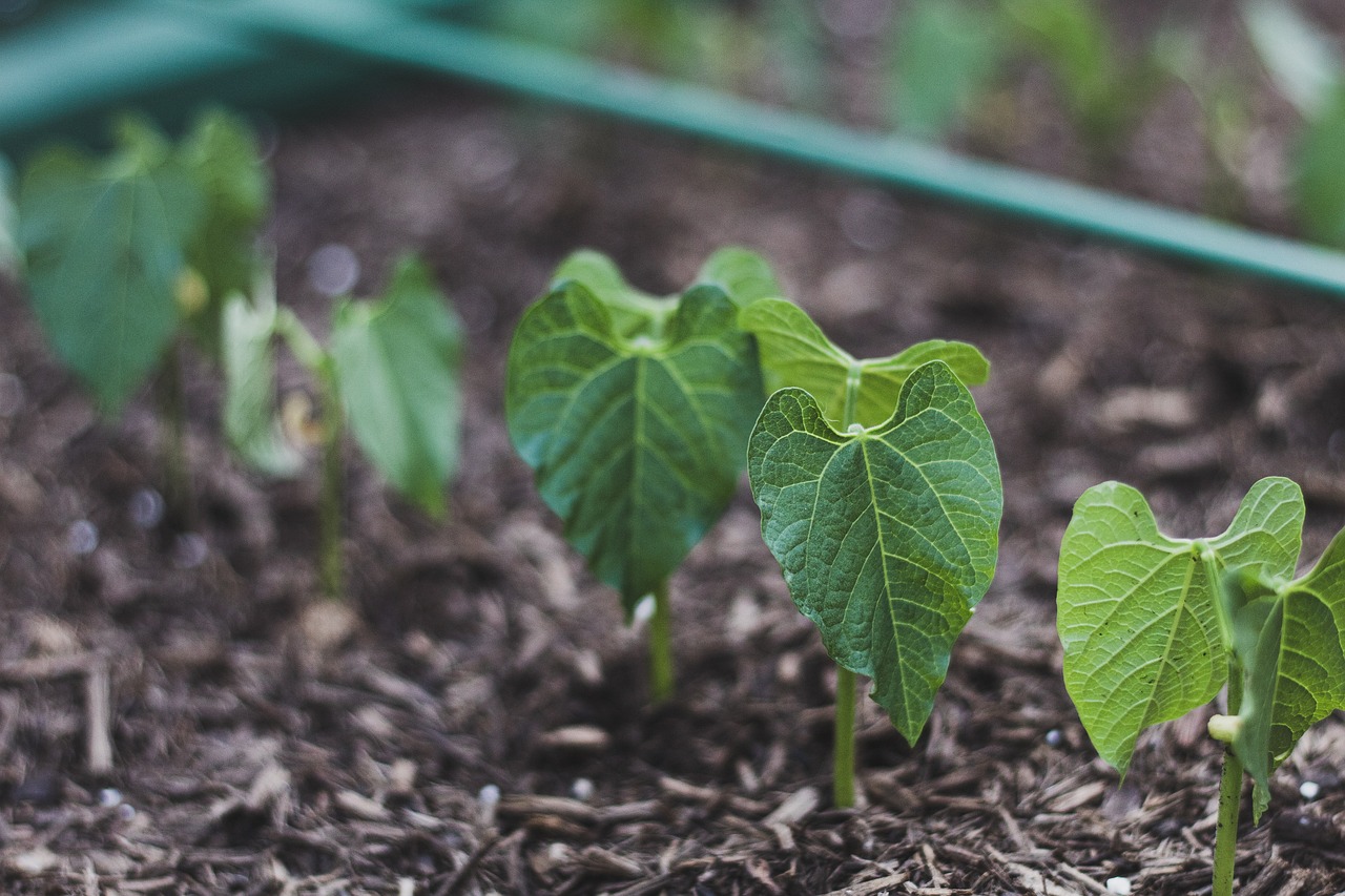 How to Create a Raised Garden Bed with Recycled Materials